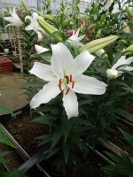 [5366 Constanta VZ No01.JPG]